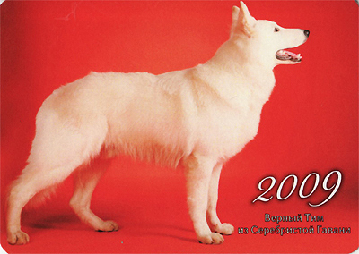 30 лет собаки. Белая швейцарская овчарка лежит на спине. Сколько стоит чистая немецкая овчарка.